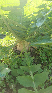 訪問介護サニーサイド