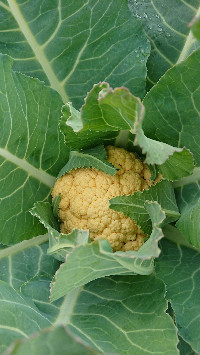 訪問介護サニーサイド